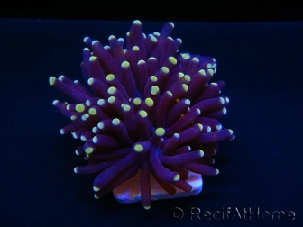 Euphyllia glabrescens orange TIPS