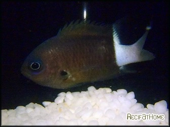 Chromis bicolor