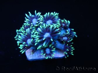 Goniopora stokesi lime S