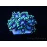 Goniopora stokesi lime S