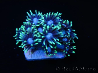 Goniopora stokesi lime S