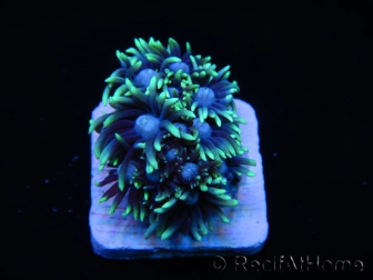 Goniopora stokesi lime S