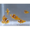 Amphiprion percula Stylee Basta S Elevage Portugual