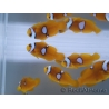 Amphiprion percula Stylee Basta S Elevage Portugual