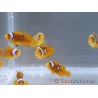 Amphiprion percula Stylee Basta S Elevage Portugual