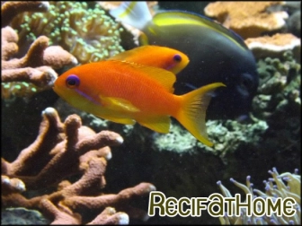 Pseudanthias squamipinnis fem