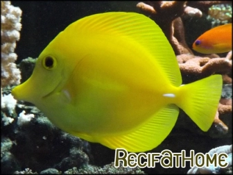 Zebrasoma flavescens chirurgien jaune