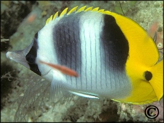 Chaetodon ulientensis