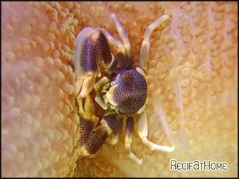 Neopetrolites maculatus