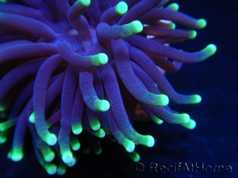 Euphyllia glabrescens toxic green