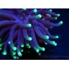 Euphyllia glabrescens toxic green