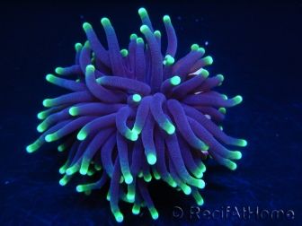 Euphyllia glabrescens toxic green