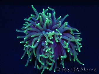 Euphyllia glabrescens toxic green ultra S