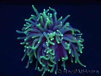 Euphyllia glabrescens toxic green ultra S