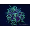 Euphyllia glabrescens toxic green ultra S