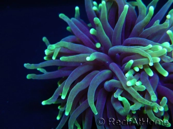 Euphyllia glabrescens toxic green ultra S