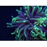 Euphyllia glabrescens toxic green ultra S