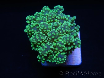 Euphyllia yaeyamaensis vert ultra indo S