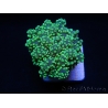 Euphyllia yaeyamaensis vert ultra indo S