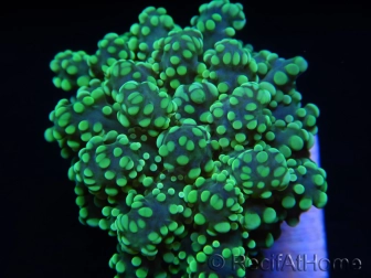 Euphyllia yaeyamaensis vert ultra indo S