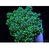 Euphyllia yaeyamaensis vert ultra indo S