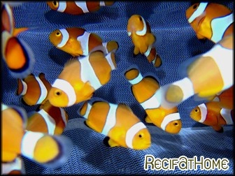 Amphiprion ocellaris Elevage FRANCE