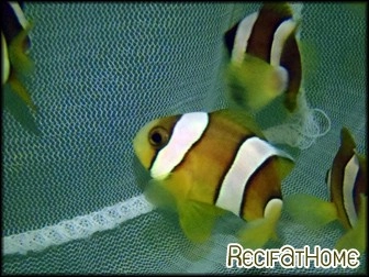 Amphiprion clarkii Elevage FRANCE