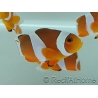 Amphiprion Ocellaris 2-3 cm élevage Bali aquarich