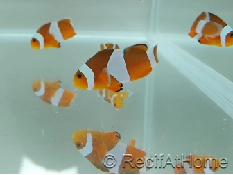 Amphiprion Ocellaris 2-3 cm élevage Bali aquarich