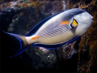 Acanthurus sohal