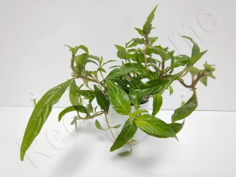 Staurogyne repens plante eau douce