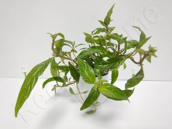 Staurogyne repens plante eau douce