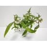 Staurogyne repens plante eau douce