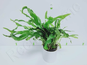 Microsorium pteropus mini  plante eau douce