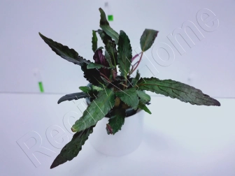 Hemigraphis exotica plante eau douce