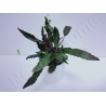 Hemigraphis exotica plante eau douce