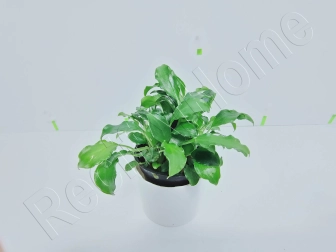 Schismatoglottis prietoi plante eau douce