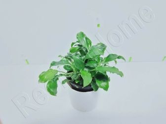 Schismatoglottis prietoi plante eau douce