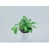 Schismatoglottis prietoi plante eau douce