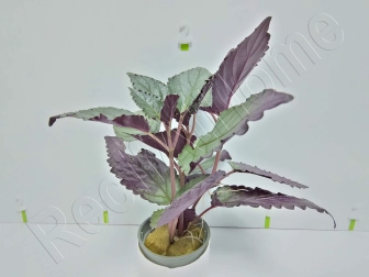 Hemigraphis colorata plante eau douce