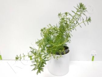 Myriophylum guyana plante eau douce