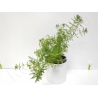 Myriophylum guyana plante eau douce