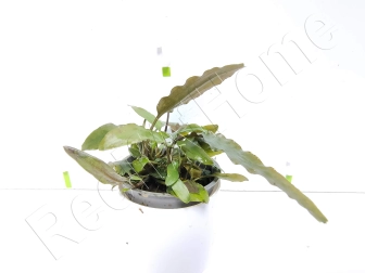 Cryptocoryne usteriana plante eau douce