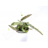 Cryptocoryne usteriana plante eau douce