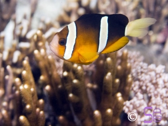 Amphiprion clarkii Ceylan