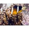 Amphiprion clarkii Ceylan