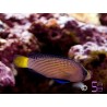 Manonichthys splendens