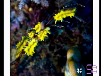 Colochirus sp.