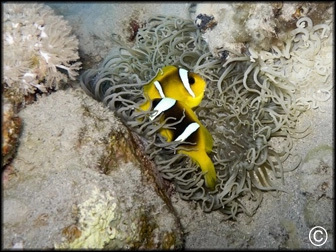 Amphiprion clarkii