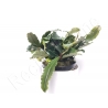 Bucephalandra velvet Green